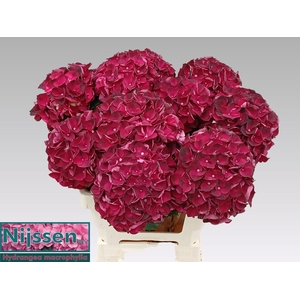 HYDR M MAG DARK RUBY
