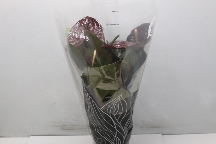 <h4>ANTHURIUM GIANT CHOCOLATE P17</h4>