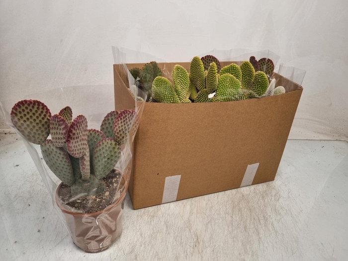 <h4>OPUNTIA MICRODASYS</h4>