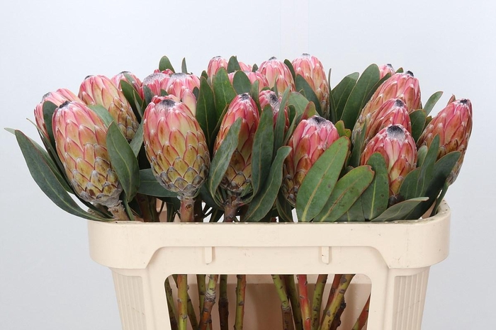 <h4>Protea Susara</h4>