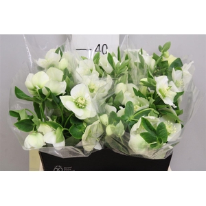 Hell Or Queens White