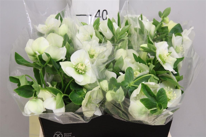 <h4>Hell Or Queens White</h4>