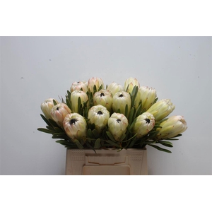 PROTEA WHITE NIGHT