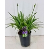 Agapanthus (Funnel Grp) Poppin Purp