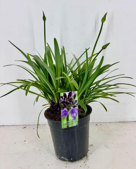 Agapanthus (Funnel Grp) Poppin Purp