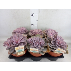 Echeveria  'Perle von Nurnberg'