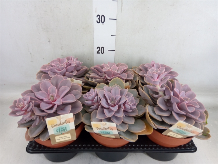 <h4>Echeveria  'Perle von Nurnberg'</h4>