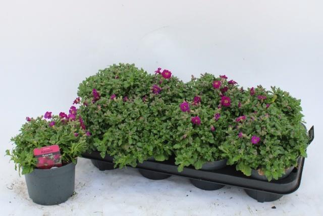 <h4>AUBR AXC DARK RED</h4>