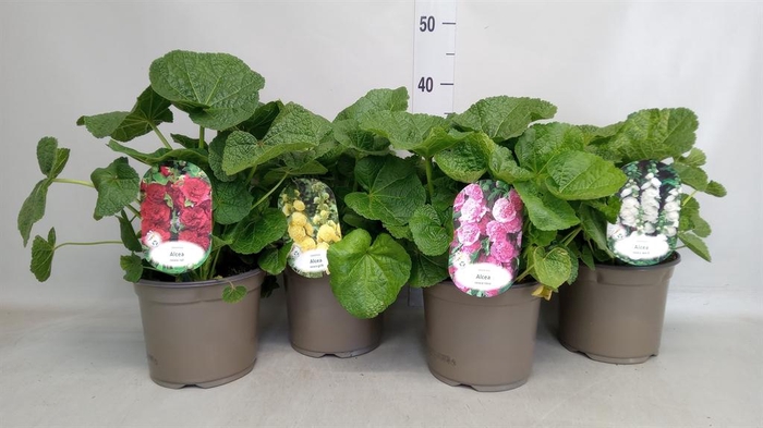 <h4>Alcea rosea</h4>
