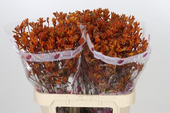 <h4>Anigozanthos Orange</h4>