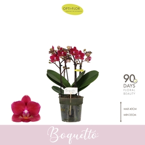 PHAL OPTI BOQUETTO WHISPER 3-5 SPIKE