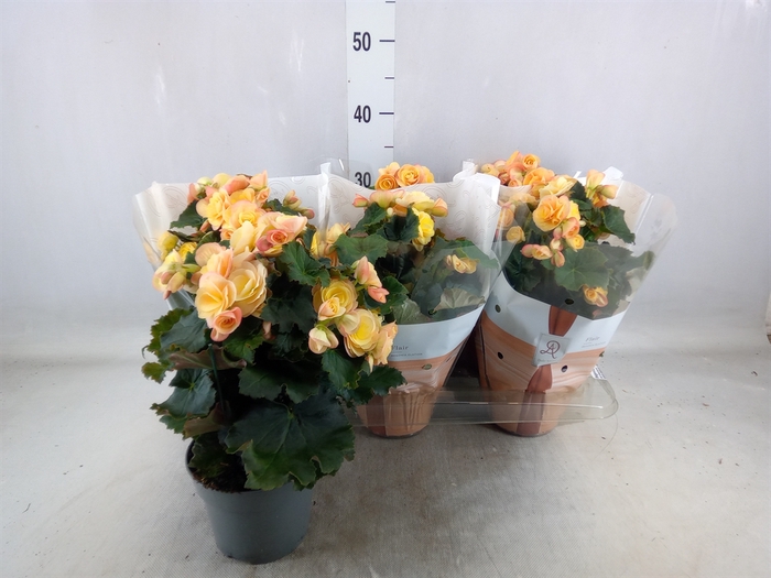 <h4>Begonia elat. DU 'Hailey Sunset'</h4>