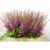 Astilbe Maggie Daley