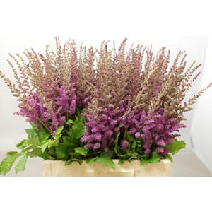 Astilbe Black And Blue