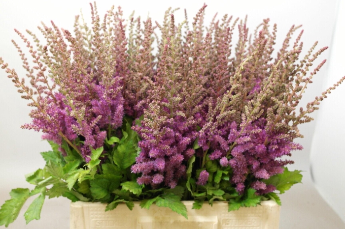 <h4>Astilbe Black And Blue</h4>