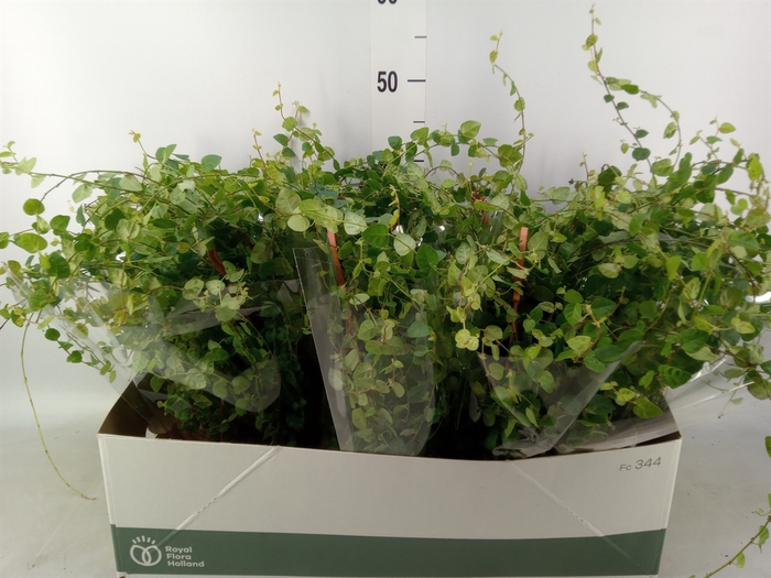 <h4>Ficus pumila 'Sunny Green'</h4>