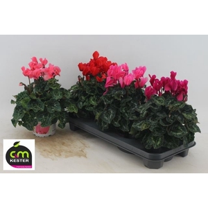 Cyclamen pers. GRBL Super Serie XL