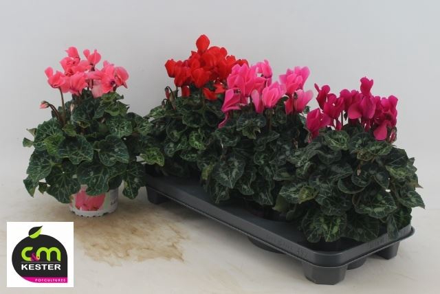 Cyclamen pers. GRBL Super Serie XL