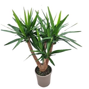 Yucca elephantipes vertakt