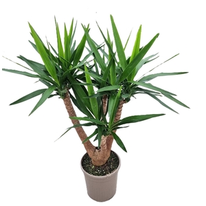 Yucca elephantipes vertakt