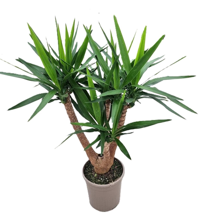 <h4>Yucca elephantipes vertakt</h4>