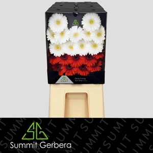 Germini Mix Rood  Wit Diamond