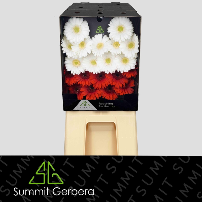 <h4>Germini Mix Rood  Wit Diamond</h4>
