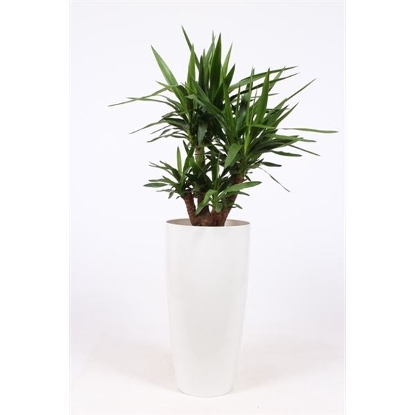 <h4>Yucca elephantipes in Santorini pot "wit"</h4>