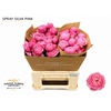 Rosa Spray Garden Silva Pink