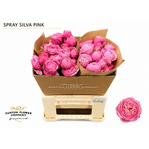 Rosa Spray Garden Silva Pink