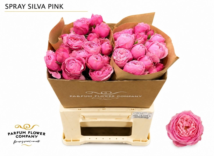 <h4>Rosa Spray Garden Silva Pink</h4>