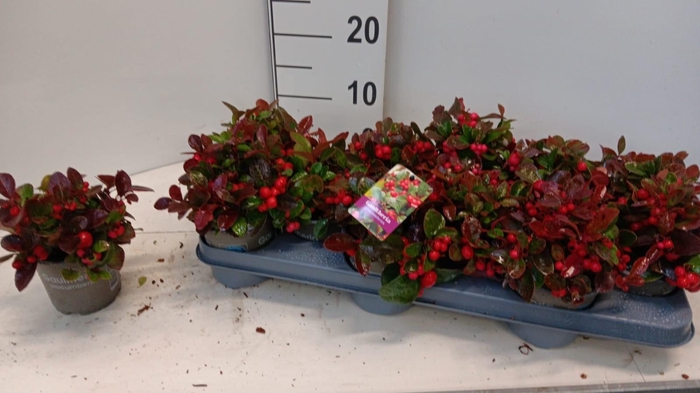 <h4>GAULTH PROCUMBENS</h4>