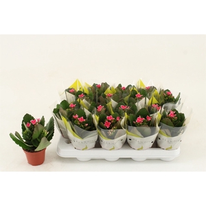 Kalanchoe blos. 'Gloss Bicolor'