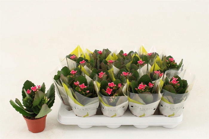 <h4>Kalanchoe blos. 'Gloss Bicolor'</h4>