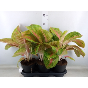 Aglaonema   ...