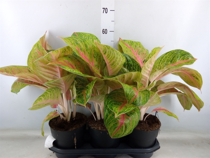 <h4>Aglaonema   ...</h4>