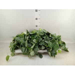 Scindapsus pictus 'Silvery Ann'