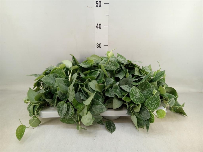 <h4>Scindapsus pictus 'Silvery Ann'</h4>