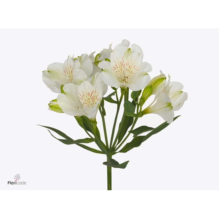 <h4>Alstroemeria Mistral</h4>