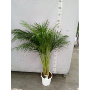 Dypsis lutescens   ...Chrysalidoca