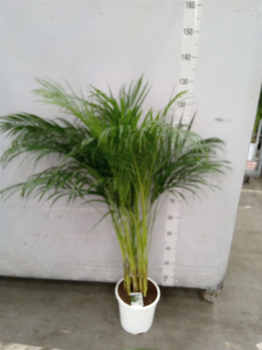 <h4>Dypsis lutescens   ...Chrysalidoca</h4>