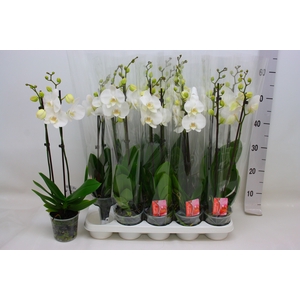PHAL F SNOW COMPASS