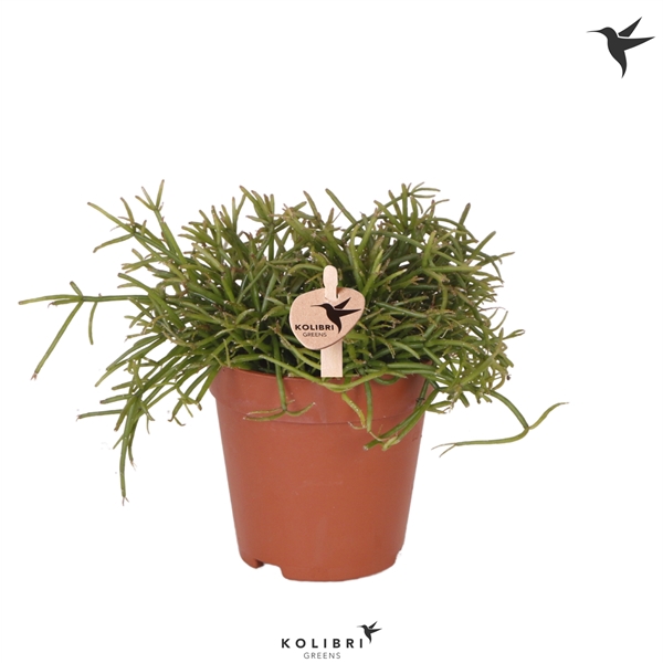 <h4>Kolibri Greens Rhipsalis Cassutha Oasis</h4>