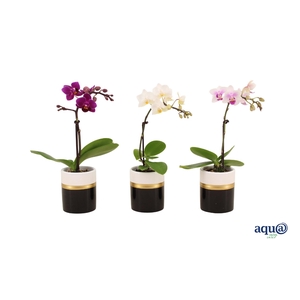 Dolomite Horizon Black Tiny Dolls Mix 1T7+ Aqu@