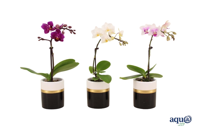 <h4>Dolomite Horizon Black Tiny Dolls Mix 1T7+ Aqu@</h4>