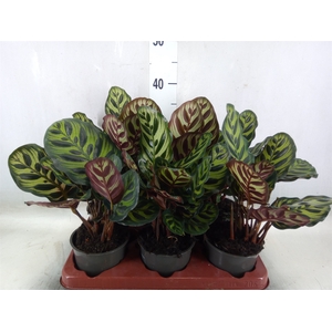 Calathea makoyana