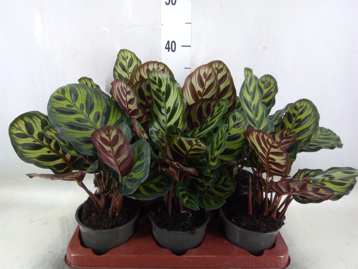 <h4>Calathea makoyana</h4>