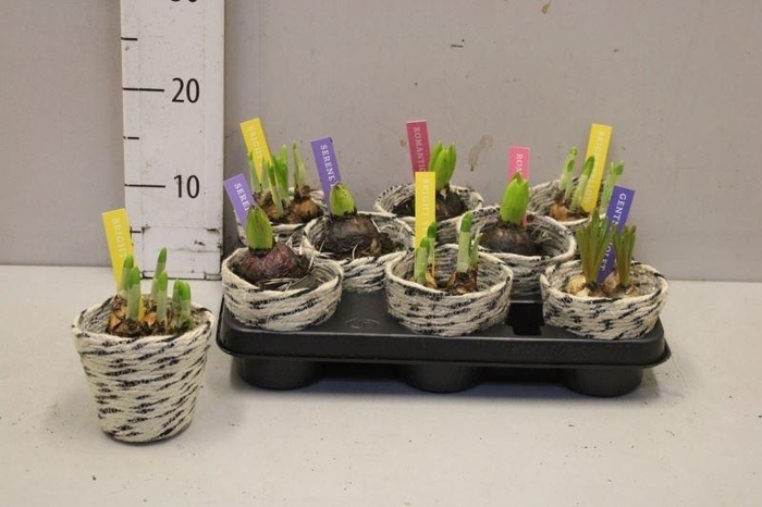 <h4>ARR BOL KNOLGEWAS</h4>