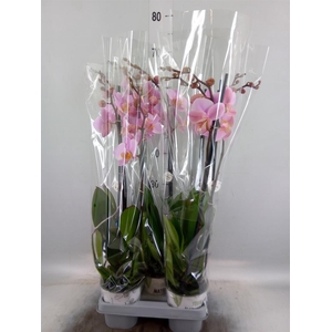 Phalaenopsis  'Ant Salinas'