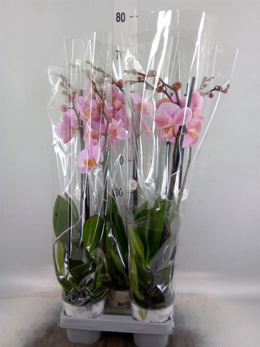 <h4>Phalaenopsis  'Ant Salinas'</h4>